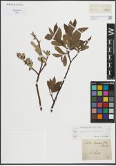 Foto von Salix lapponum L. x Salix silesiaca Willd.